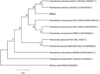 Molecular characterization of Paenibacillus antarcticus IPAC21, a bioemulsifier producer isolated from Antarctic soil